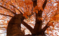 免费手机号轰炸