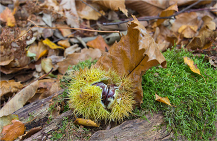 手机号网页在线轰炸源码